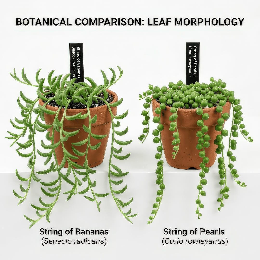 Side-by-side comparison of String of Bananas with curved leaves and String of Pearls with round bead-like leaves.