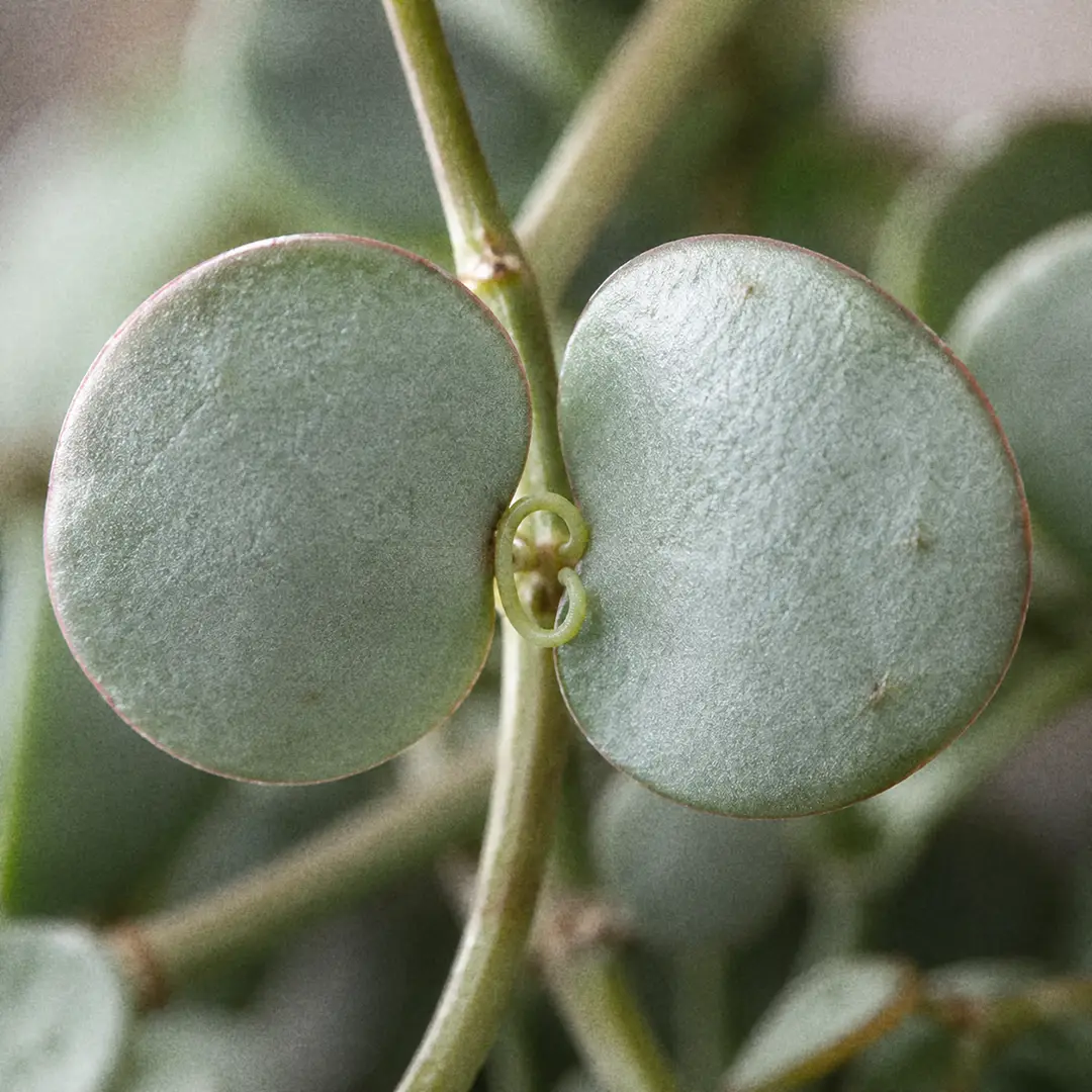 A macro close-up showing a single pair of round flat silvery blue-green Xerosicyos danguyi leaves attached to a thick green-grey stem, with a small curling green tendril emerging at the leaf axil, sharp focus on the silvery surface of the coin-shaped leaves and the spiral coil of the tendril against a softly blurred background