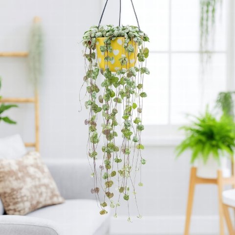 Complete Guide to String of Hearts Care and Growth