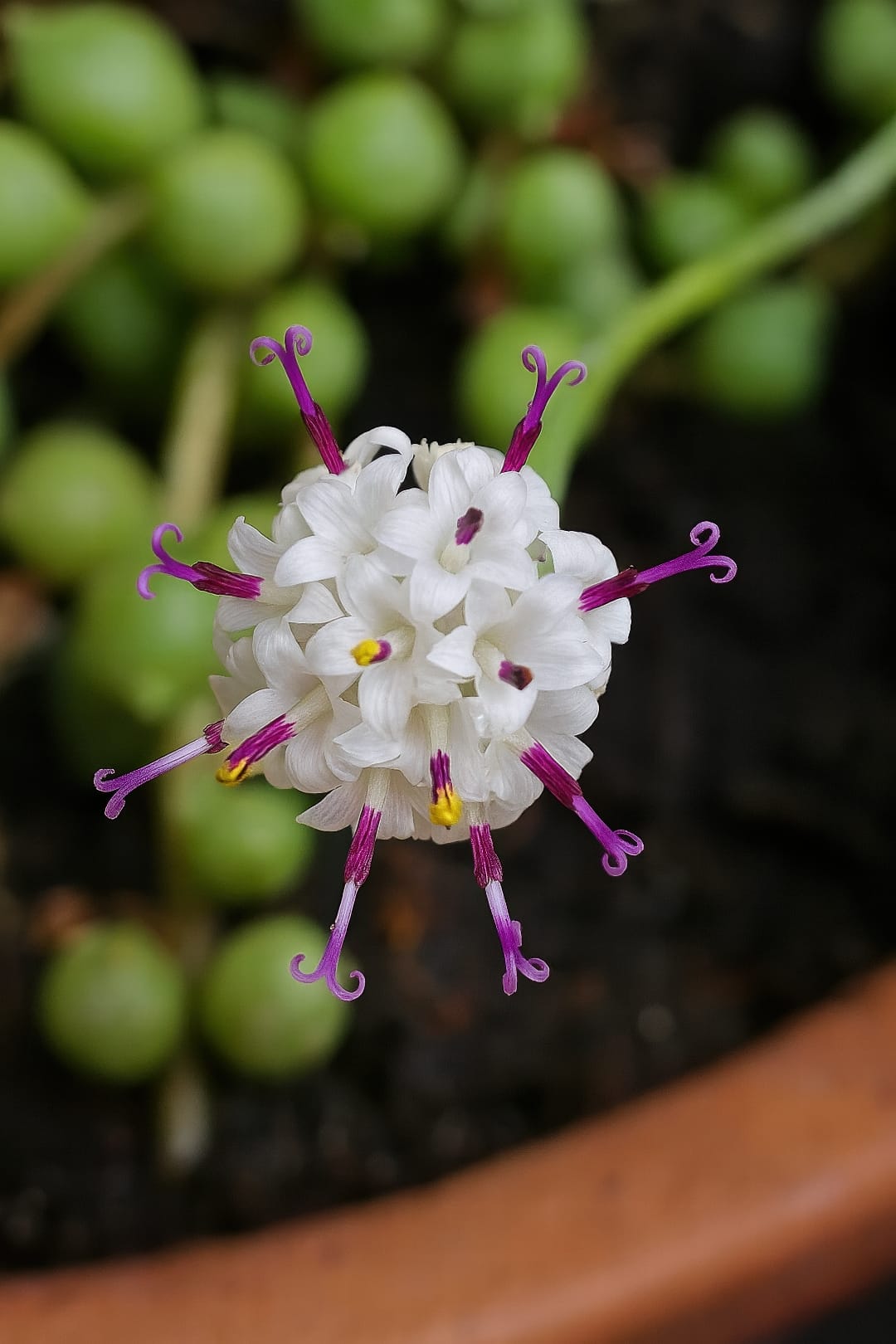 A macro shot of the small, white, brush-like flowers of a String of Pearls plant.