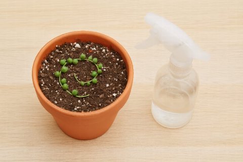 A flat lay image showing a strand of String of Pearls being propagated by laying it across the top of a pot.