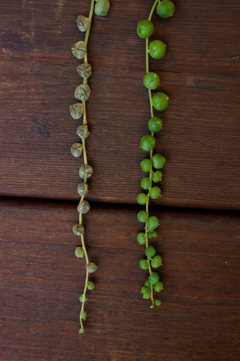 A close-up image showing the shriveled, deflated appearance of underwatered String of Pearls.
