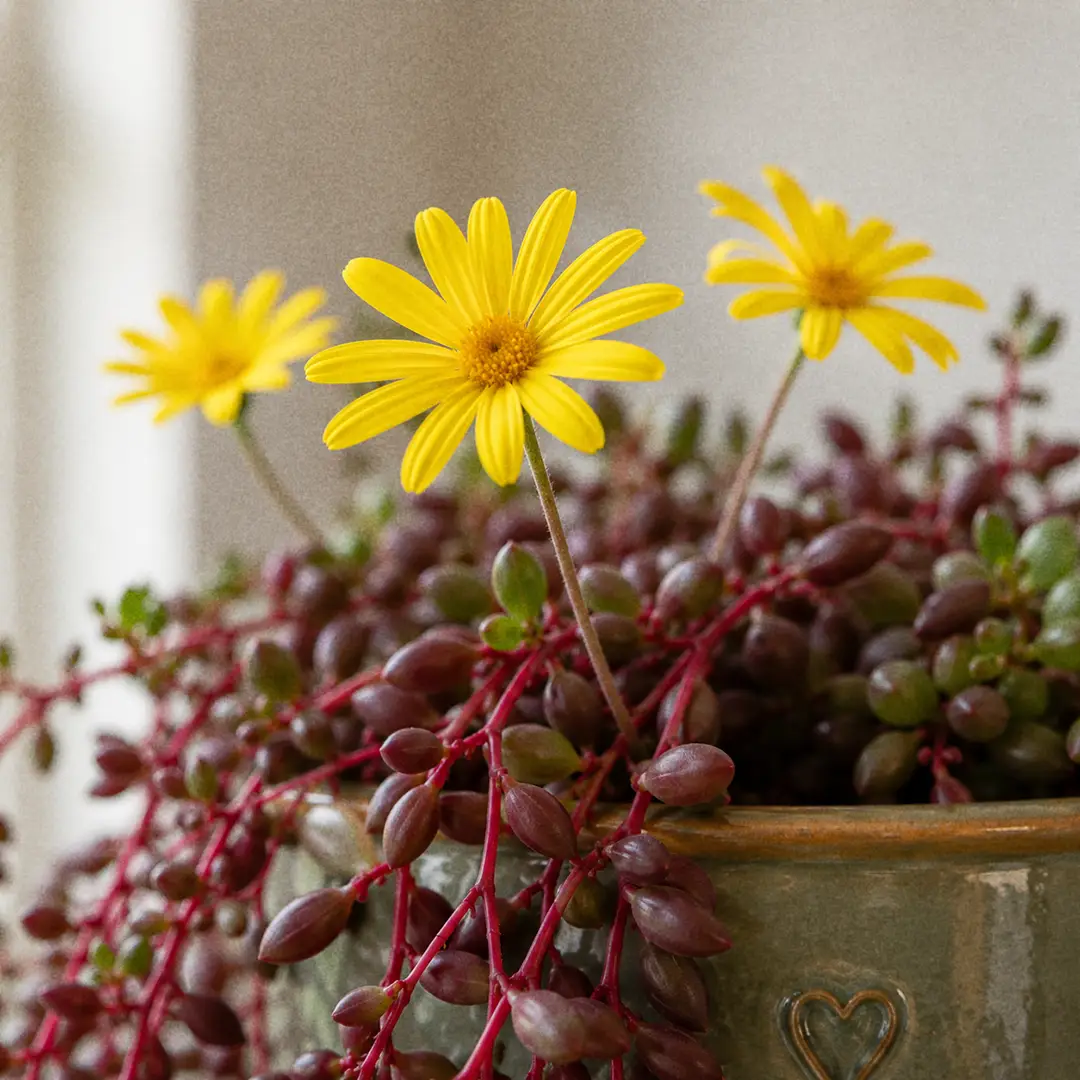 A small cluster of bright yellow daisy-like flowers blooming on slender stalks raised above the bean-shaped leaves of a String of Rubies, sharp focus on the open petals with the foliage softly blurred in the background
