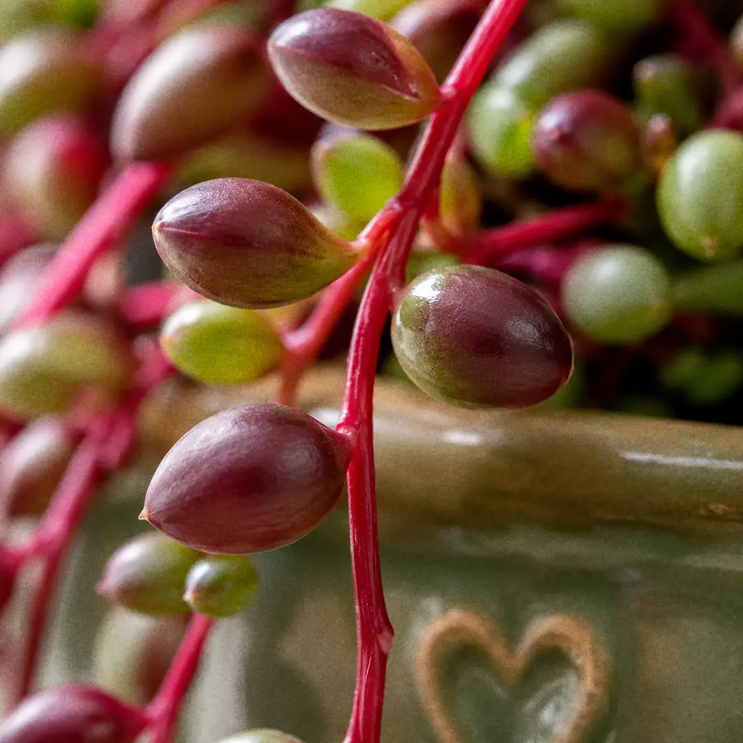 A macro close-up of String of Rubies showing plump bean-shaped green leaves transitioning to deep ruby red, growing on bright crimson red stems, with soft window light highlighting the waxy leaf surface