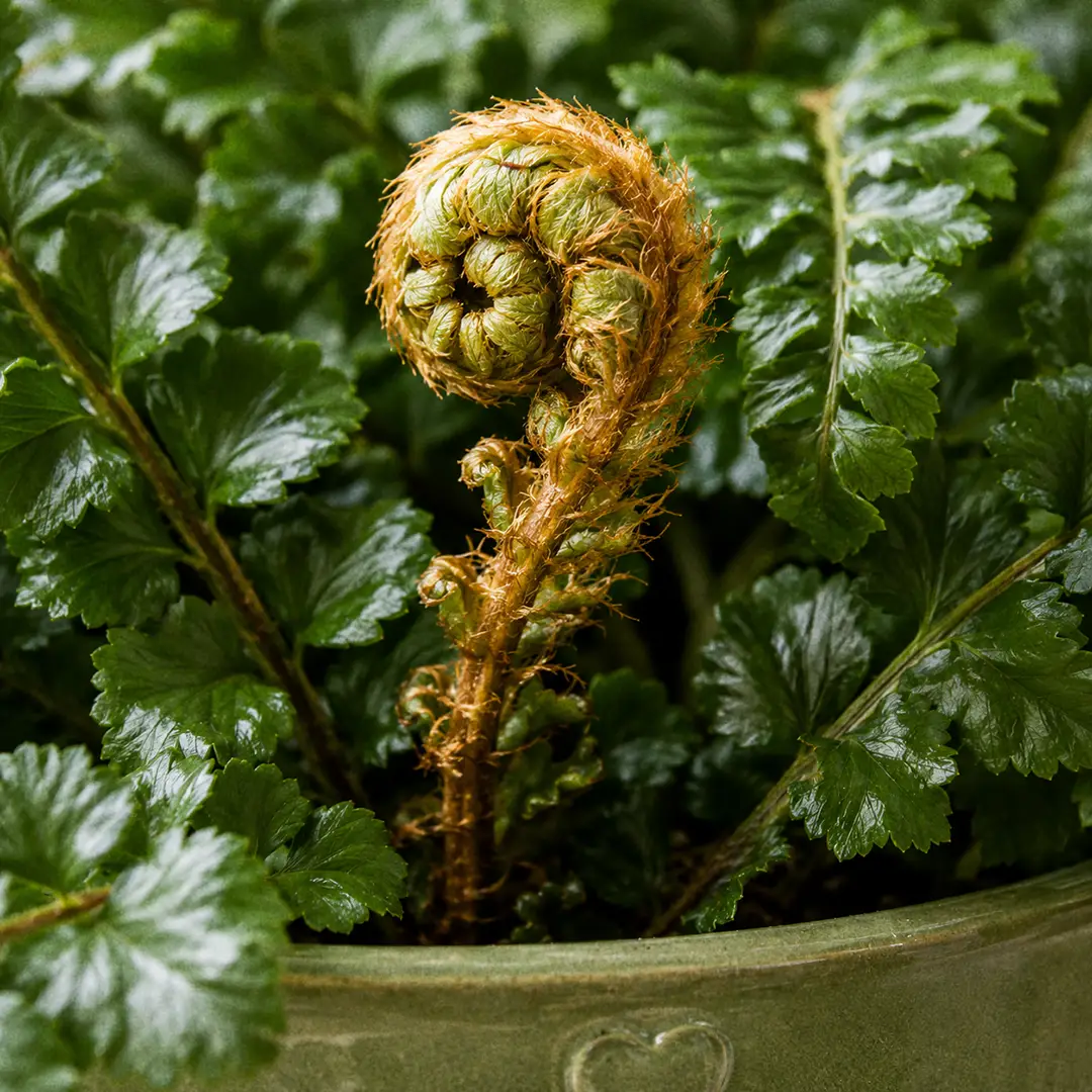 A macro close-up of a Tassel Fern fiddlehead unfurling, showing the tightly coiled new frond wrapped in dense golden-bronze hair-like scales arching backward against the glossy dark green mature fronds behind it