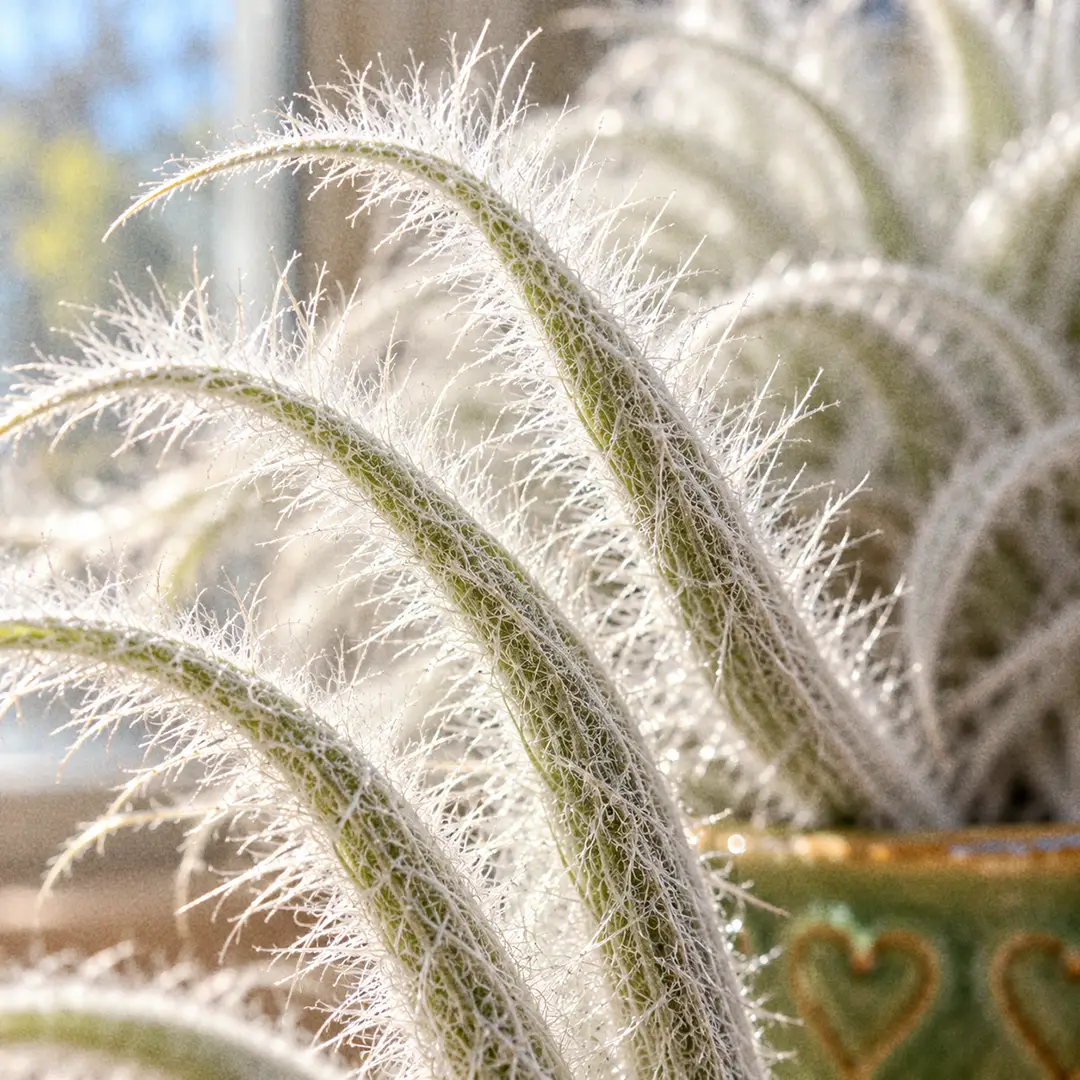 A macro close-up of Tectorum Air Plant leaves showing long white feathery trichomes standing out from narrow gray-green leaves, backlit by soft window light