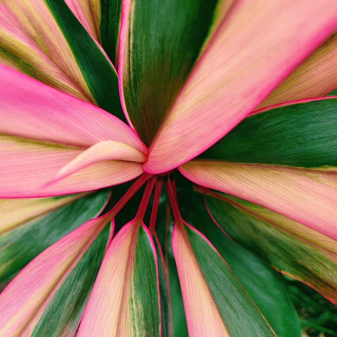 A detailed close-up shot of the vibrant, multi-colored leaves of a Cordyline fruticosa.