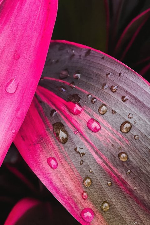 Close-up of the vibrant pink and deep purple leaves of a Cordyline fruticosa plant.