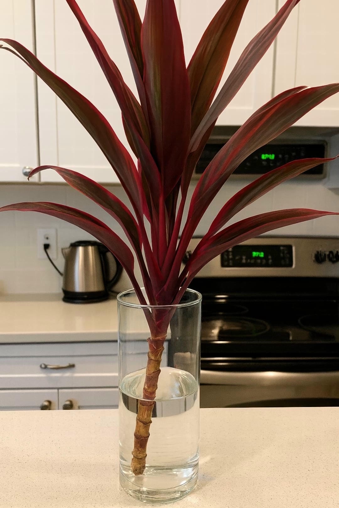 Stem cuttings of a Ti Plant rooting in a clear glass of water.