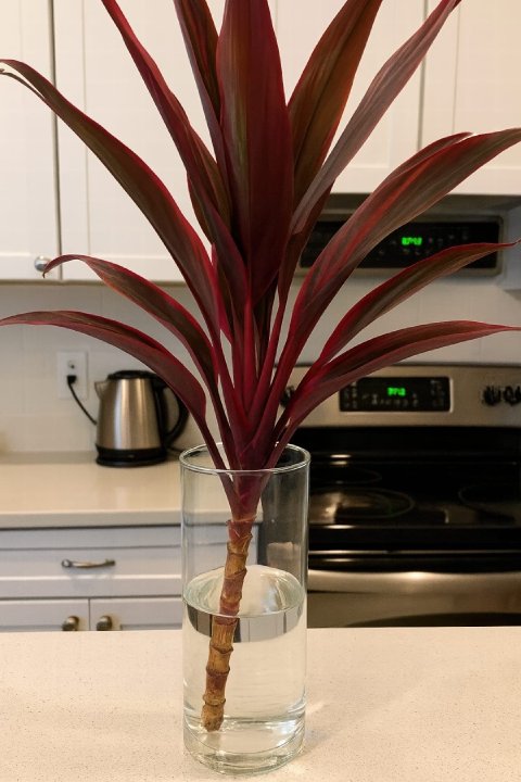 Stem cuttings of a Ti Plant rooting in a clear glass of water.