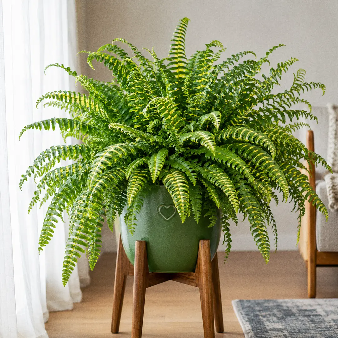 Tiger Fern