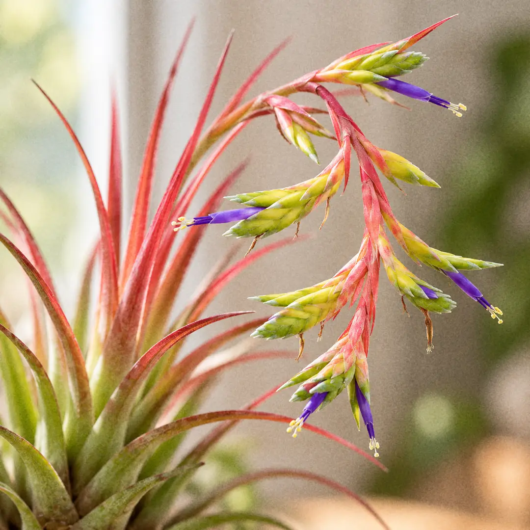 A macro close-up of a Tricolor Air Plant in bloom, showing a flattened bright orange bract spike rising from the center of the rosette with slim violet-purple tubular flowers emerging, and the surrounding green leaves flushed deep red