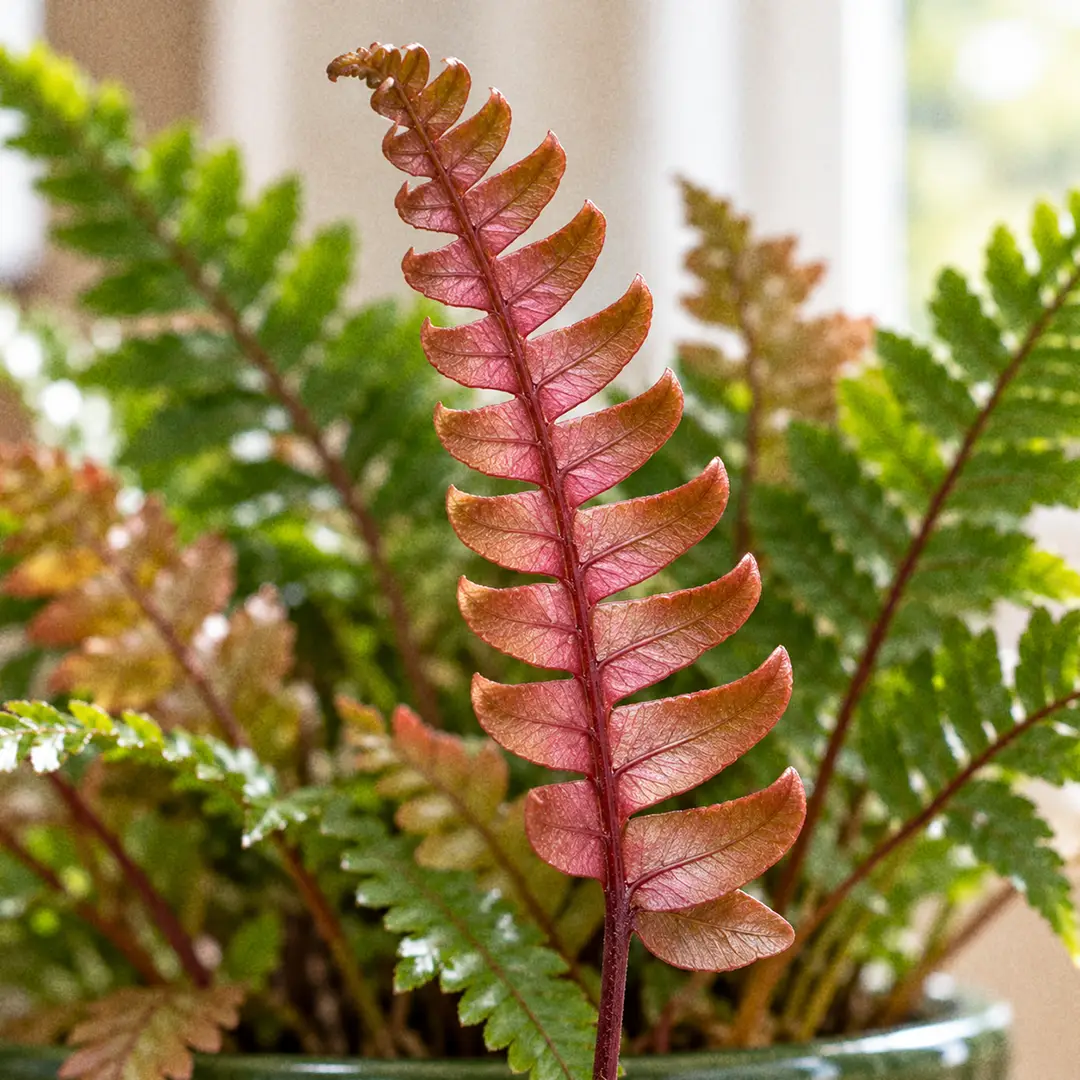 A macro close-up of a newly unrolled Tricolor Brake Fern frond with deeply lobed comb-like leaflets in red to pinkish bronze, each with a silver-white band along the midrib and a red stalk, with mature green fronds blurred in the background
