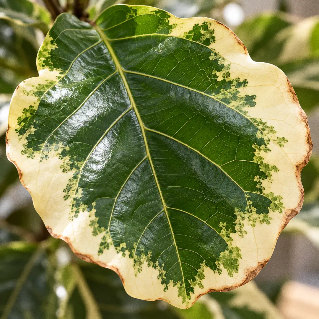Macro close-up of a variegated Fiddle Leaf Fig leaf filling the frame, showing the sharp boundary between the deep green centre and the cream margin, with dry brown crisping beginning along the outer edge of the cream tissue