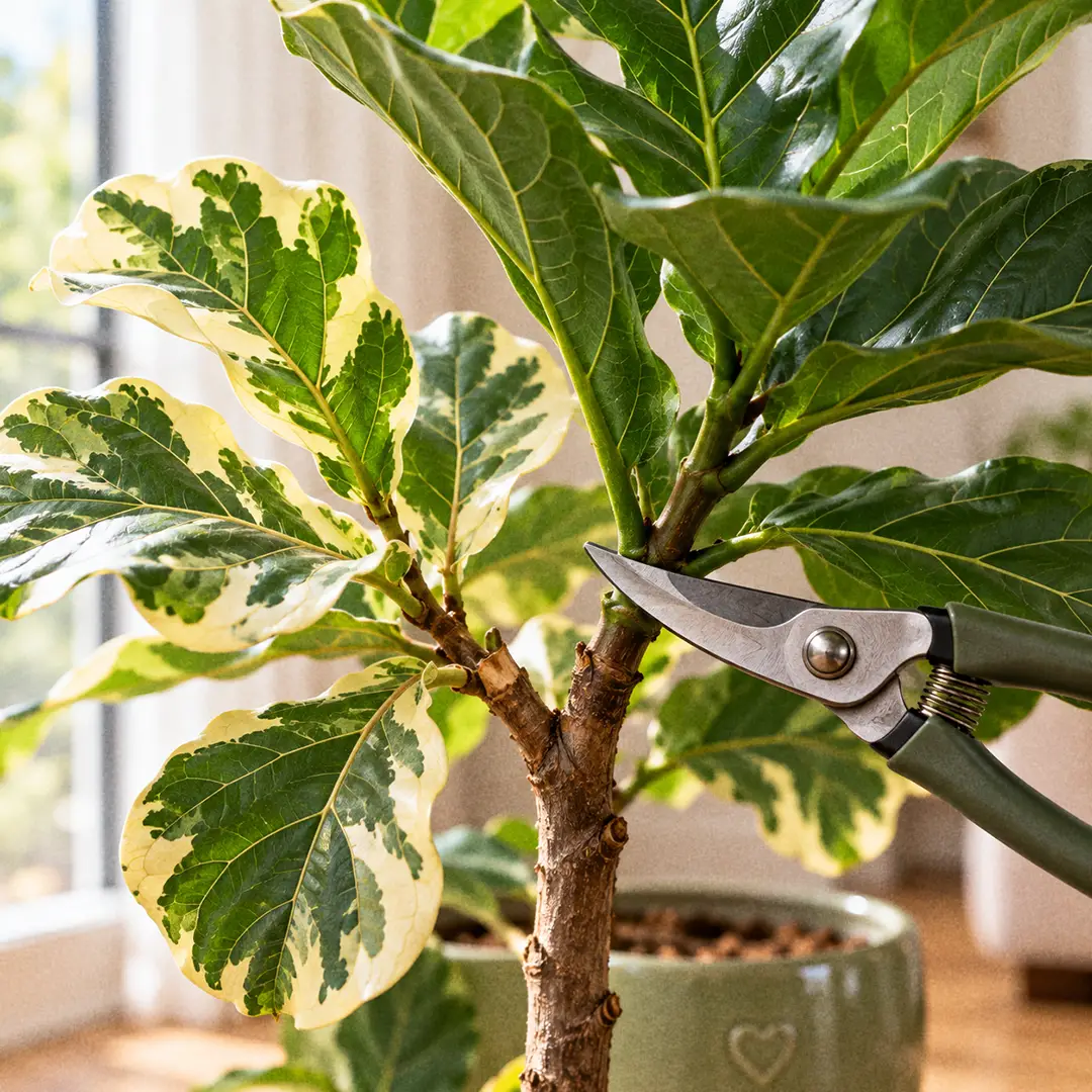 A close-up of a variegated Fiddle Leaf Fig showing an all-green reverted shoot emerging beside a branch of cream-margined leaves, with pruning shears positioned at the base of the green shoot