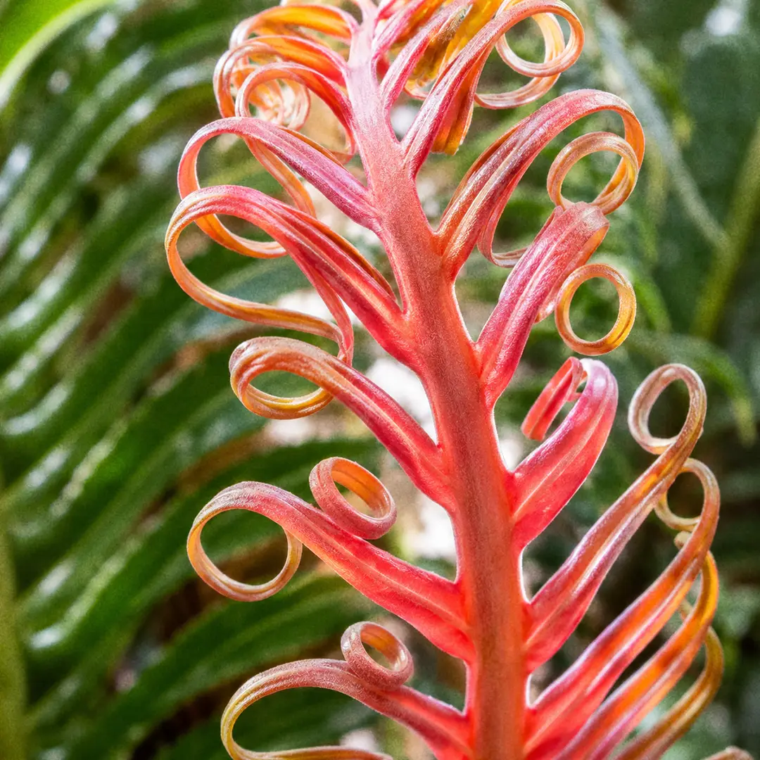 A macro close-up of a young burgundy red Volcano Fern frond uncurling from a fiddlehead, with mature glossy green fronds softly blurred behind it