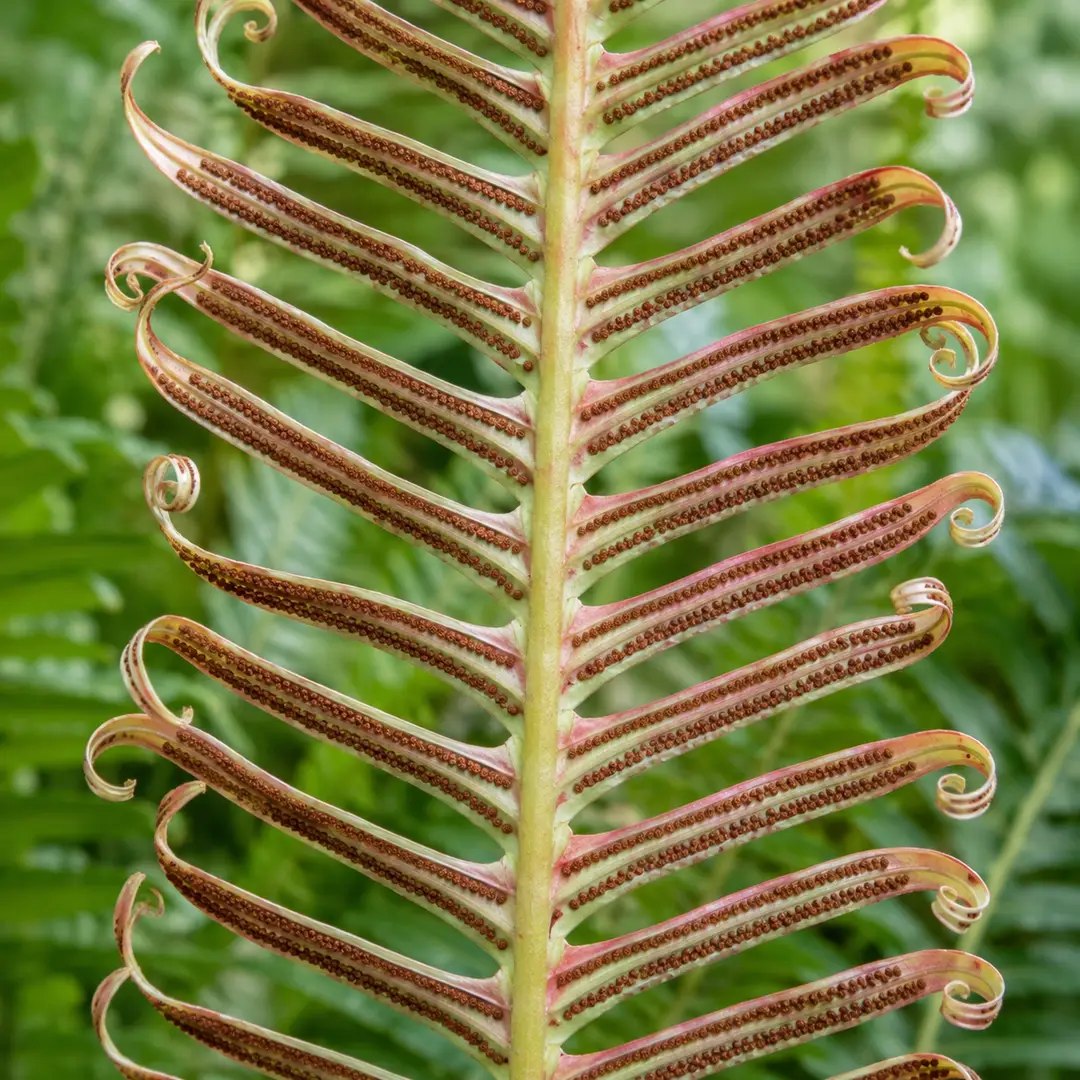 A macro close-up of the underside of a narrow fertile Volcano Fern frond showing two continuous brown spore lines running along each side of the midrib of every pinna