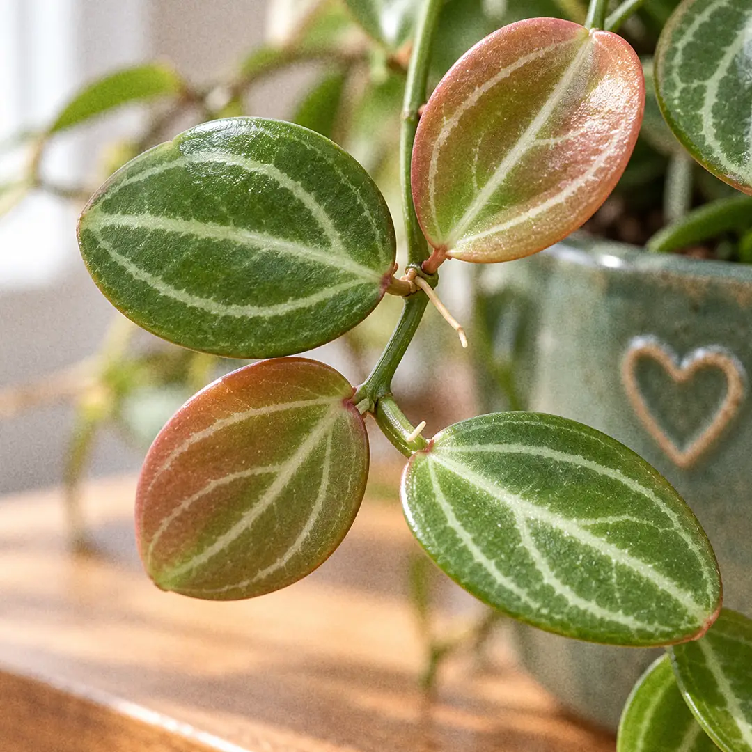Macro close-up of Watermelon Dischidia leaves showing thick oval dark green blades with pale silvery veins running from the midrib like the stripes on a watermelon rind, with a slight waxy sheen