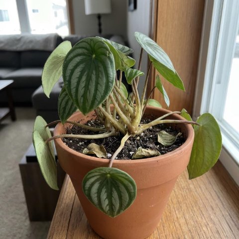Watermelon Peperomia with drooping leaves and soft yellowing stems from crown and root rot.