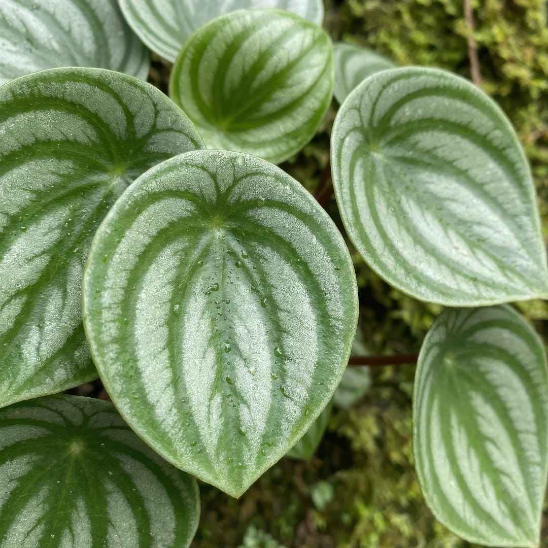 Macro close-up of Watermelon Peperomia leaves showing clear silver striping and healthy texture.