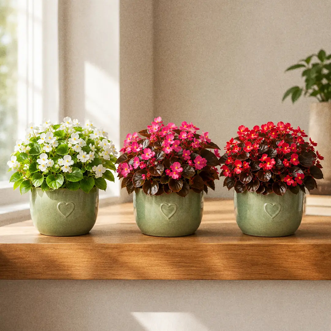Three Wax Begonias side by side on a wooden shelf in matching green ceramic pots with heart motifs: a green-leaved white-flowered cultivar, a bronze-leaved hot-pink cultivar, and a dwarf Cocktail series plant with red flowers and dark mahogany leaves