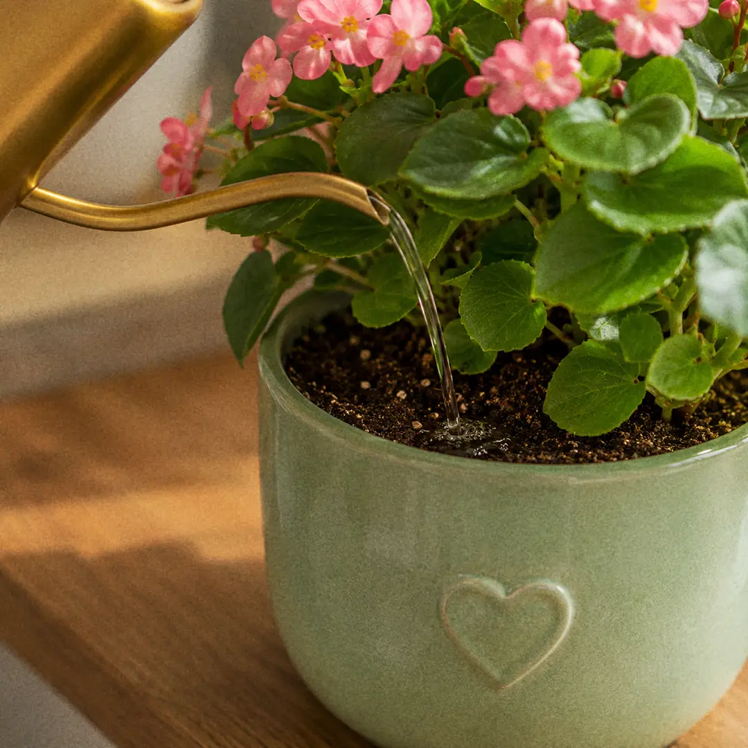 A close-up of a slender-spouted watering can pouring water onto the soil at the base of a Wax Begonia in a green ceramic pot with a heart motif, water darkening the soil surface and the glossy leaves and pink flowers held above the rim