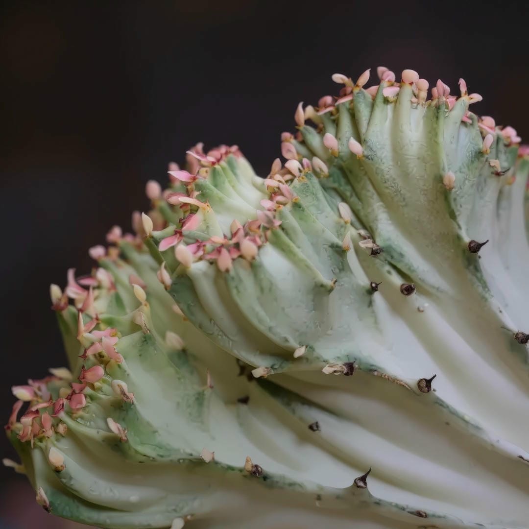 Close-up side view of a crested Euphorbia lactea 'White Ghost' showing small pinkish cyathia (flowers) emerging from its edges.