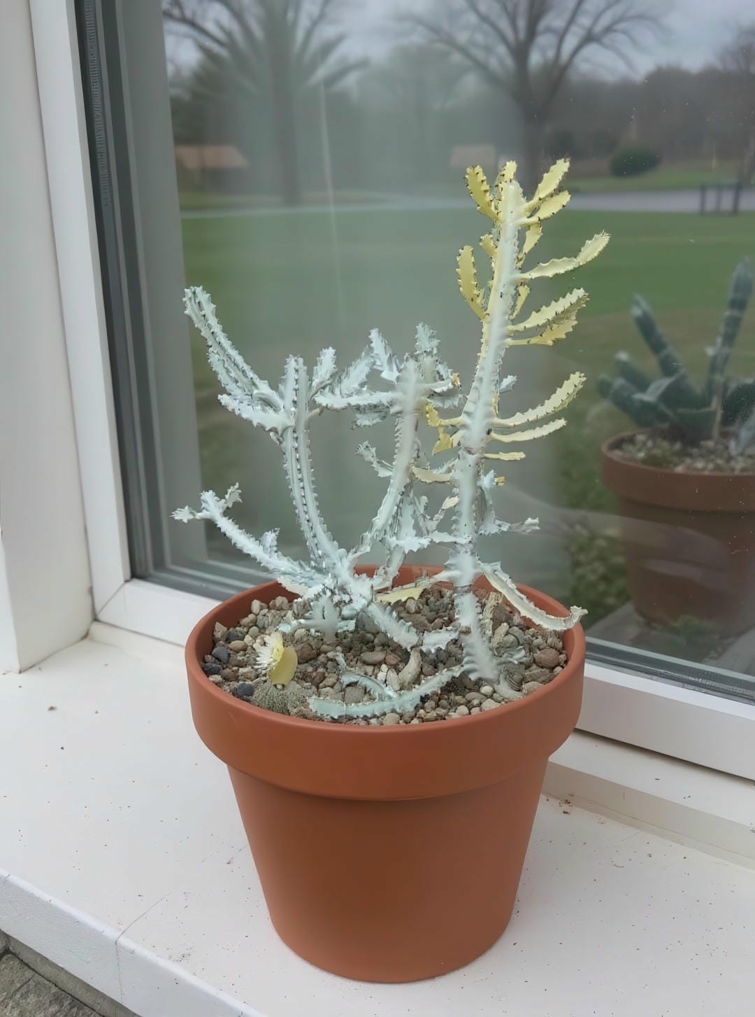 Euphorbia lactea 'White Ghost' cactus in a terracotta pot on a windowsill, displaying its branching white form.