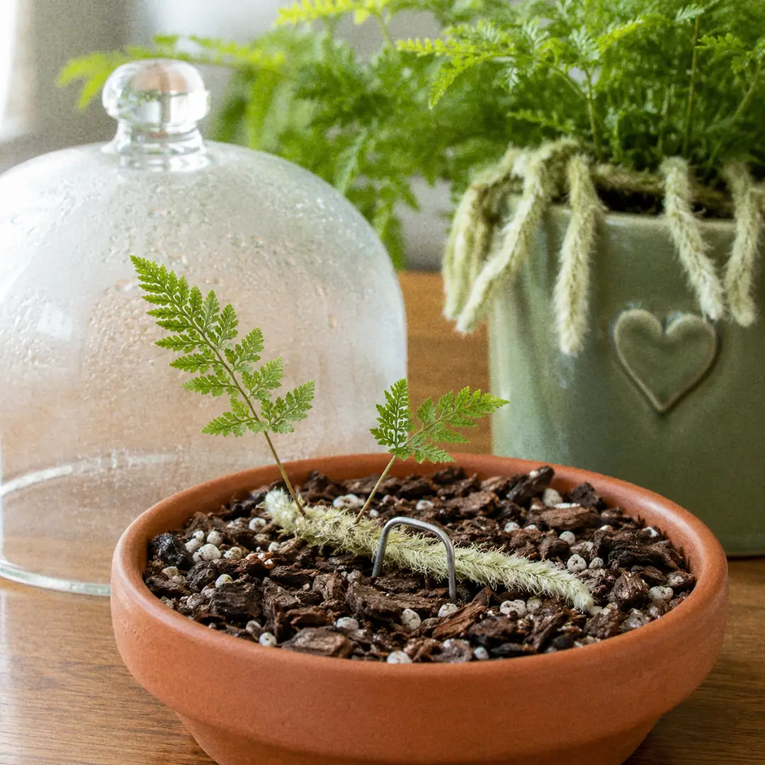 A White Rabbit's Foot Fern rhizome tip cutting with two small fronds lying on the surface of damp bark mix in a shallow pot, pinned down with a bent wire hoop, under a clear propagation dome