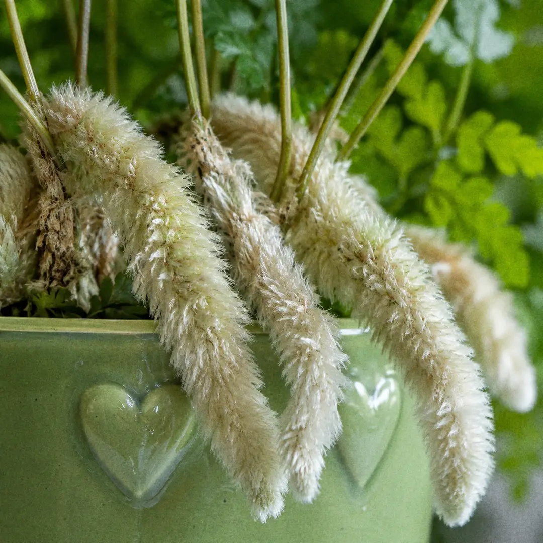 A macro close-up of the silvery-white furry rhizomes of a White Rabbit's Foot Fern creeping over the rim of a green ceramic pot with a heart motif, showing the dense papery scales and fine green fronds emerging from them