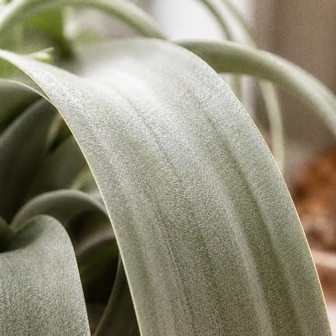 A macro close-up of Xerographica Air Plant leaves showing the thick silvery-white trichome felt covering broad, leathery, strap-like leaves that taper to a curling point