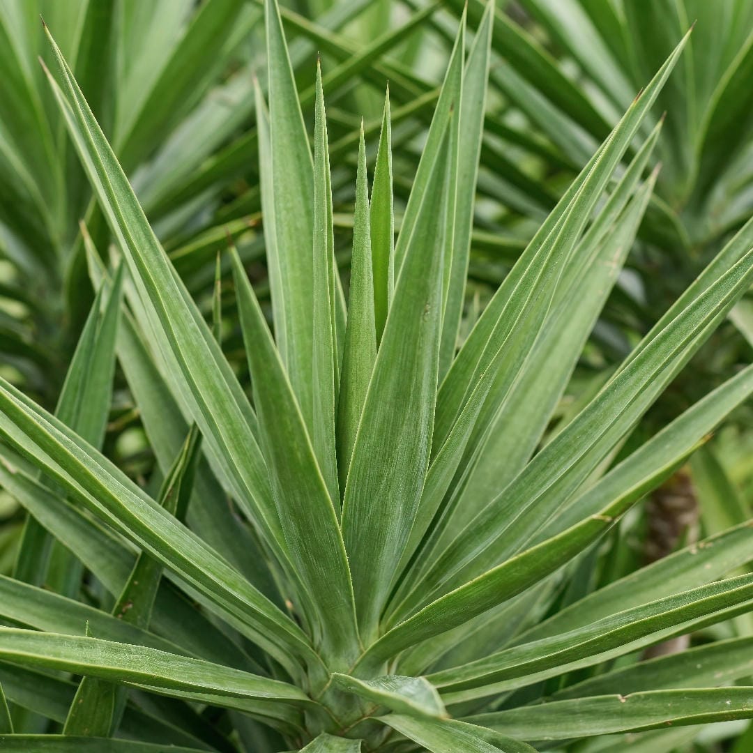 Close-up of Yucca Cane leaf blades showing stiff, sword-like foliage and healthy green color.