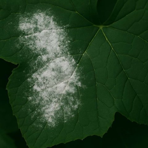 Why Is There White Powder on My Leaves? A Guide to Powdery Mildew