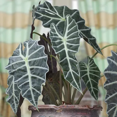 Alocasia Polly