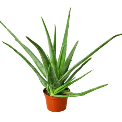 Aloe Vera Succulent
