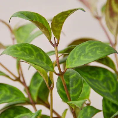 Black Pagoda Lipstick Plant