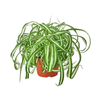 Bonnie Spider Plant
