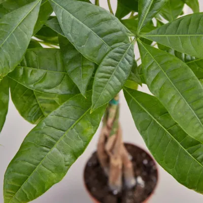 Braided Money Tree