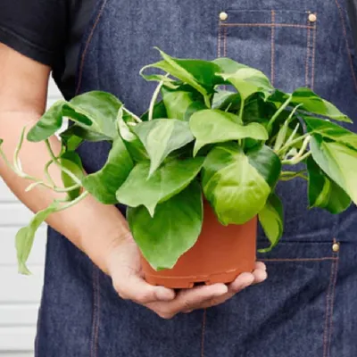 Brasil Philodendron