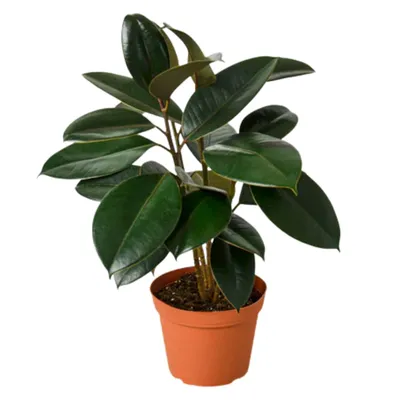 Burgundy Rubber Tree