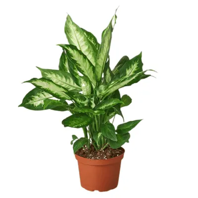 Camille Dieffenbachia
