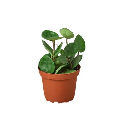 Carnosa Chelsea Hoya