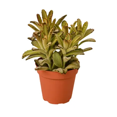 Chocolate Soldier Kalanchoe Tomentosa