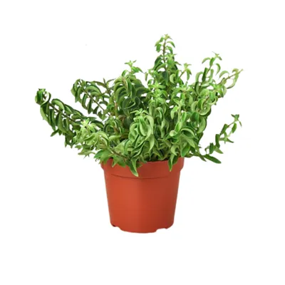 Curly Lipstick Plant