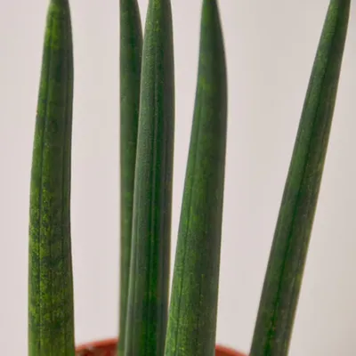 Cylindrical Snake Plant