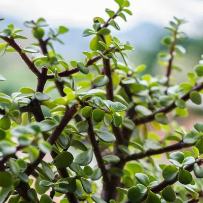 Elephant Bush