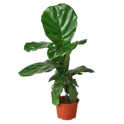 Fiddle Leaf Fig