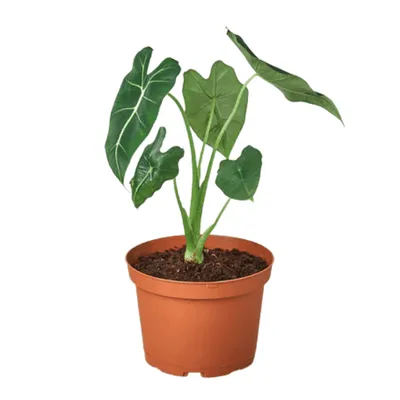 Frydek Alocasia