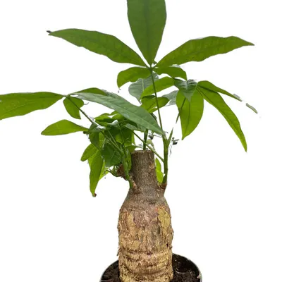 Guiana Chestnut Money Tree