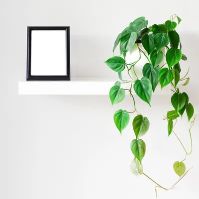 Heart-leaf Philodendron
